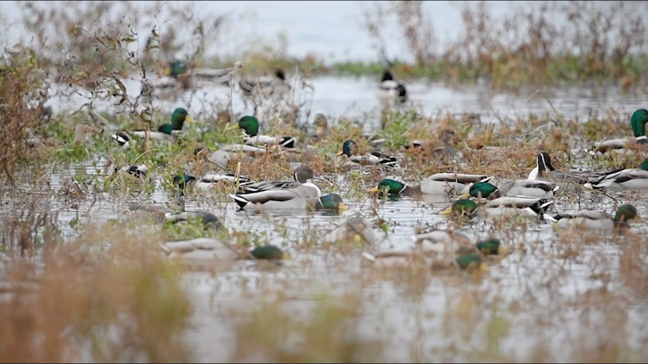Water Fowl Hunt