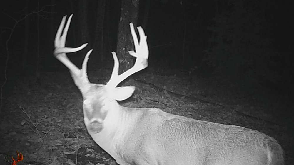 Deer Hunting with Gun