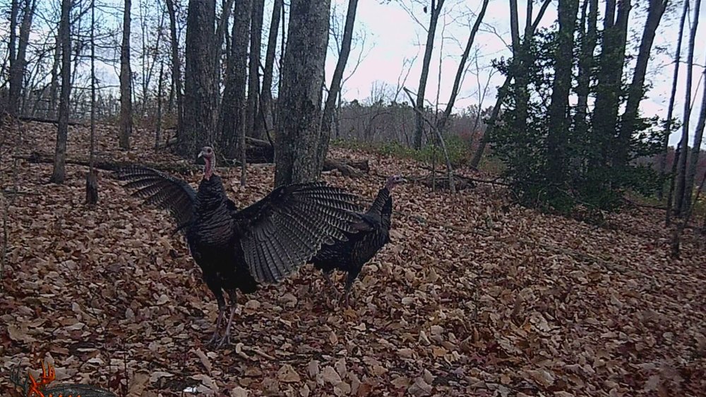 All Other Hunting (Turkey, Wild Hog)